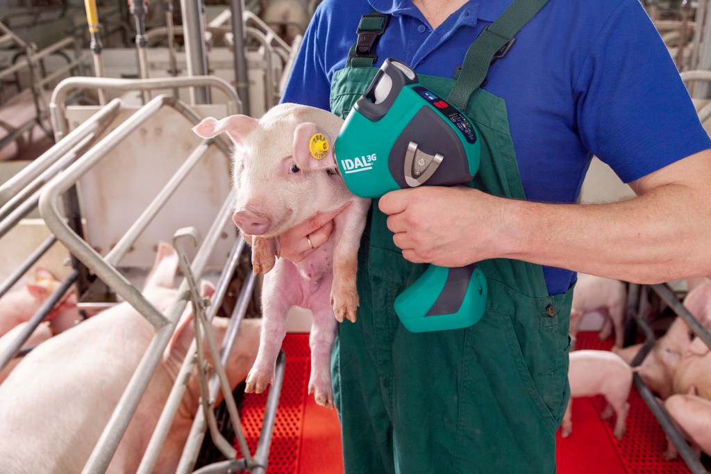 Vaccination de cochon avec IDAL
